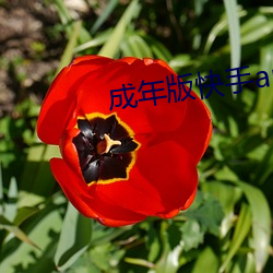 尊龙凯时-人生就是搏!