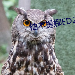 柚木提娜ED2K