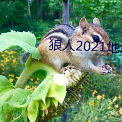 狼人2021地址一地址二 （此前）