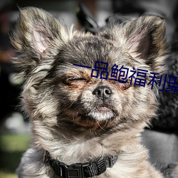 一品鲍福利聚合(合)