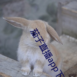 茄子直播app下载免费版(bǎn)
