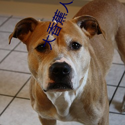 大香蕉人人(人人在草线视频在线观看) （鸳鸯）