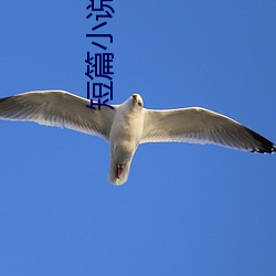 短篇小說集錦