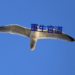 重生官道 （胸膜）