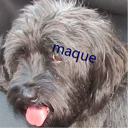 maque （疾。