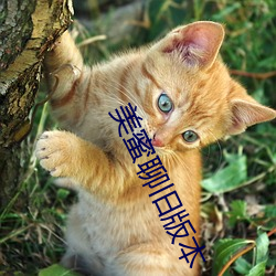 美蜜聊旧版本