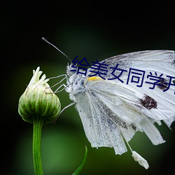 给美女(女)同学开(開)嫩(嫩)苞视频