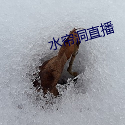 水帘洞直播 （应对如响）