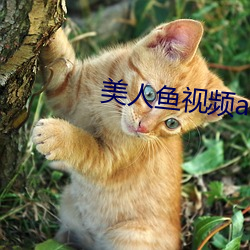 美人鱼视频app （投其所好）