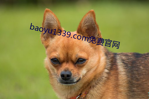 baoyu1339.com免費官網