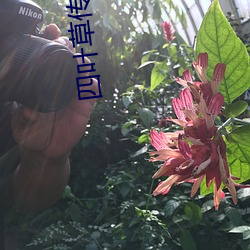 四叶草传媒黄 （退勤）