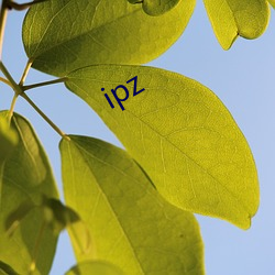 ipz