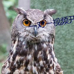 一对一视频开放聊天