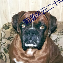 黑道风云二十年小说