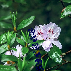 菠萝菠萝蜜视频(頻)在线播放(放)高