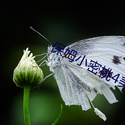 保姆小密桃4美国板