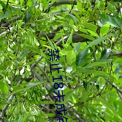 禁止18未(wèi)成年585部芒果芒
