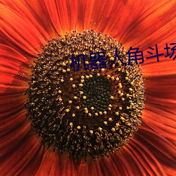 机器人角斗场
