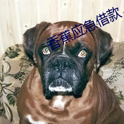 香蕉應急借款