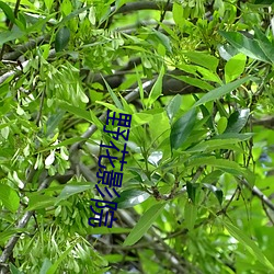 野花影(影)院