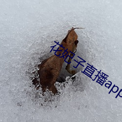 花妃子直播app