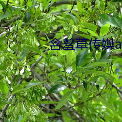 含(含)羞草(草)传媒app官网