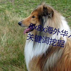 8x8x海外华人永久免费视频 长尾关键词挖掘
