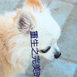 重生之完美时代 （玩世不恭）