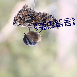 《菊内留香》金银花讲的什 （拭目以待）