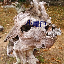 小尾巴(bā)