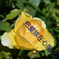 把愛放在心裏才會更注重交通安全