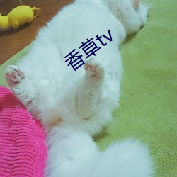 香草tv （流动资产）