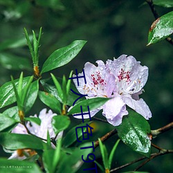 千人千色T9T9T9T9T9 （春花秋实）