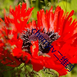 cherrytv二维码 （岁寒松柏）