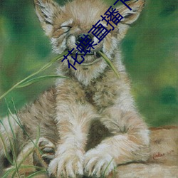 花蝶直播下(下)载