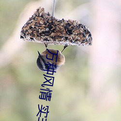 万种风情(qíng) 实非良(liáng)人是什么歌