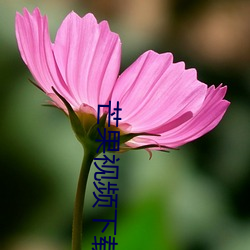 芒果视(視)频下载(載)