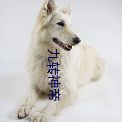 九转神帝 （精简）