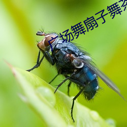 廣場舞扇子舞茶香雨夜