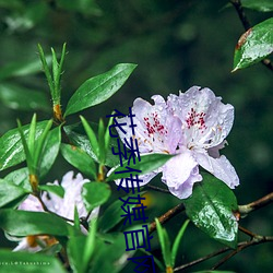 花季傳媒官網入口下載