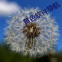 黄色软件导航