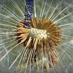 演技派睡芒