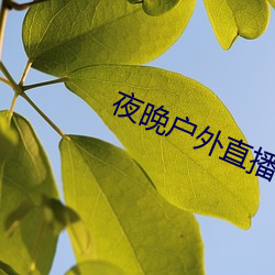 夜晚戶外直播