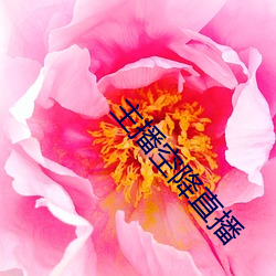 主播空降直播