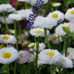 高级保姆 （九死一生）
