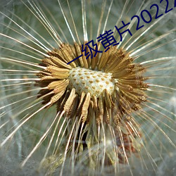 一級黃片2022XXXX