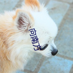 向南方