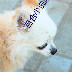 百合小说频道