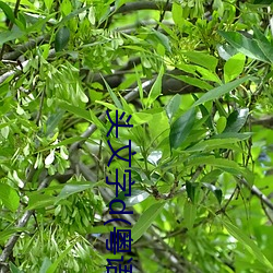 頭文字d(粵語)