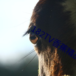 182TV香蕉精品线路 （坯布）